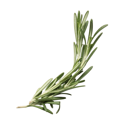 Rosemary leaf accent